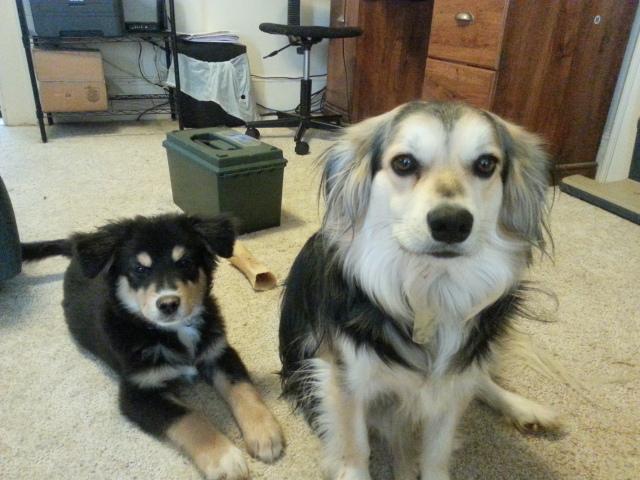 Rocky & Bailey - February 2015